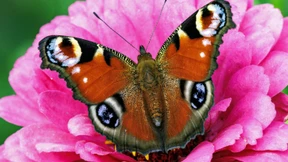 Bisher gutes Jahr für Schmetterlinge in Hessen