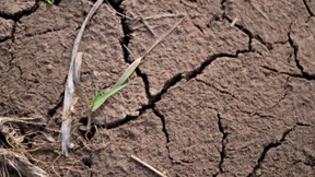 Anhaltende Trockenheit setzt deutschen Landwirten zu