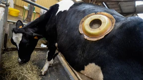 Video von Tierschützern sorgt für Aufsehen