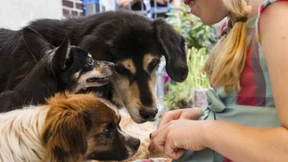 Hunde wollen keine Gespräche