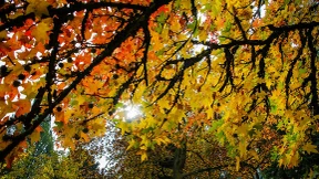 Schwere Zeiten auch für Zukunftsbäume