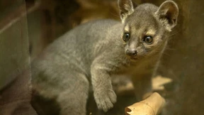 Fossababy im Frankfurter Zoo geboren