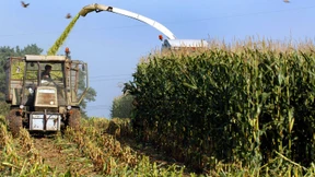 EU-Staaten für nationales Verbotsrecht von Genmais
