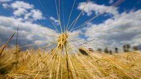 Gut für Bauern – schlecht für Brauer