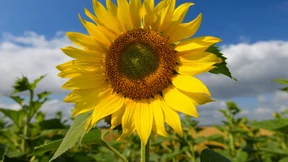 Meteorologen rechnen mit Bilderbuch-Sommer