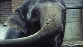 In the Neighboring Rooms: Shelly Silver and Fantasy Vérité 