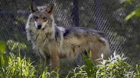 Schäfer und streiten über Schutz von Weidetieren