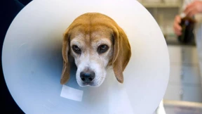 Das Geschäft mit der Tiermedizin