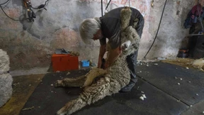 Wolle aus Uruguay in deutschen Airbags