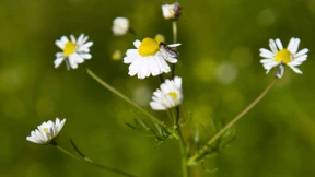 Wo wachsen sie denn?