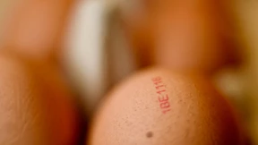 „Über 35 Millionen Fipronil-Eier nach Deutschland geliefert“