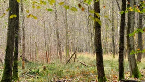 Ein Drittel der Jungbäume droht zu vertrocknen