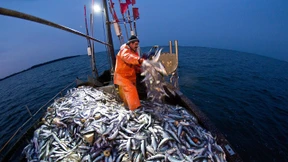 Gehört der Fisch noch auf den Tisch?