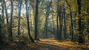 Drei sexuelle Übergriffe am hellichten Tag