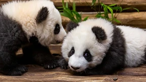 Panda-Zwillinge auf Erkundungstour