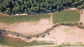 Bitburger-Hopfen unter Wasser