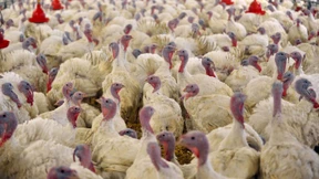 Nach Geflügelpestausbruch werden 31.000 Puten getötet 