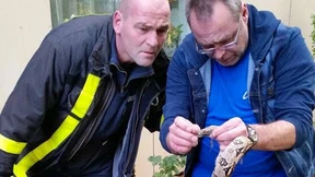 Würgeschlange baumelt in Frankfurter Keller