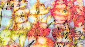 Frankfurterinnen in der Flora