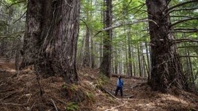 Das Geld wächst auf den Bäumen