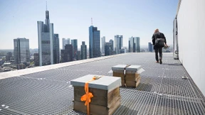 Waben der Großstadt