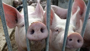 Von Killerrobotern und armen Schweinen