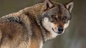 Die AfD will den Wolf jagen