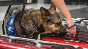 Drogenspürhund findet kiloweise Kokain