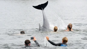 Delfin schwimmt mit Kindern