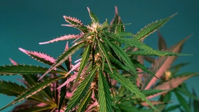 Cannabis-Legalisierung drängt Schwarzmarkt bislang nicht zurück