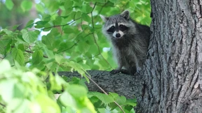 Wie teuer invasive Arten wirklich sind