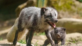 Mit Haaren unter den Pfoten
