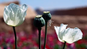 Opium-Rekordernte in Afghanistan 
