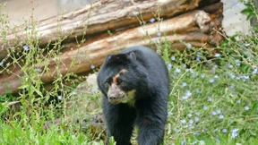 Ein Brillenbär für Ukumari-Land