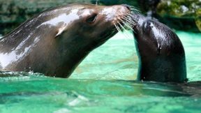 Wie starb Seelöwin „Holly“?