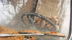 Von der fernen Familie