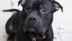 Hunde beißen Halterin in London tot