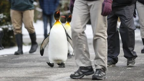 „Auch Pinguine rutschen aus“