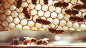 Der stumme Frühling - ein künstliches Phänomen?