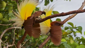 Großes Theater im Regenwald