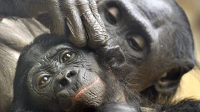 Trauer im Affenhaus: drei Bonobos tot