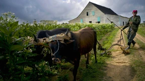 Ochsen und Pferde vermehrt genutzt