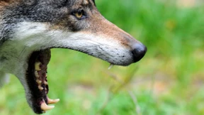 Jäger muss 3500 Euro Strafe zahlen