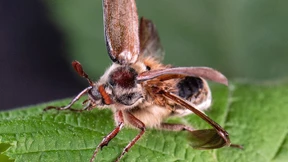 Massenflug der Maikäfer