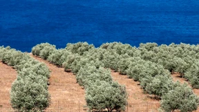 Süßes Gift für Athen