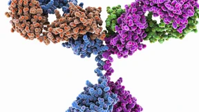 Immunologen erklären Vielfalt der Antikörper