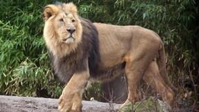 Ob Löwe, Gorilla oder Frosch - Zoo-Nachzucht soll Arten erhalten