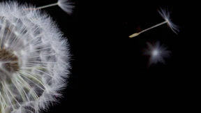 Conti testet Reifen aus Löwenzahn-Kautschuk