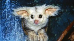 Forscher finden flauschige Tierarten