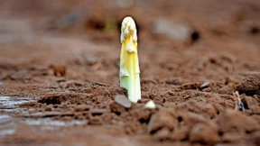Der Spargel ist in Gefahr